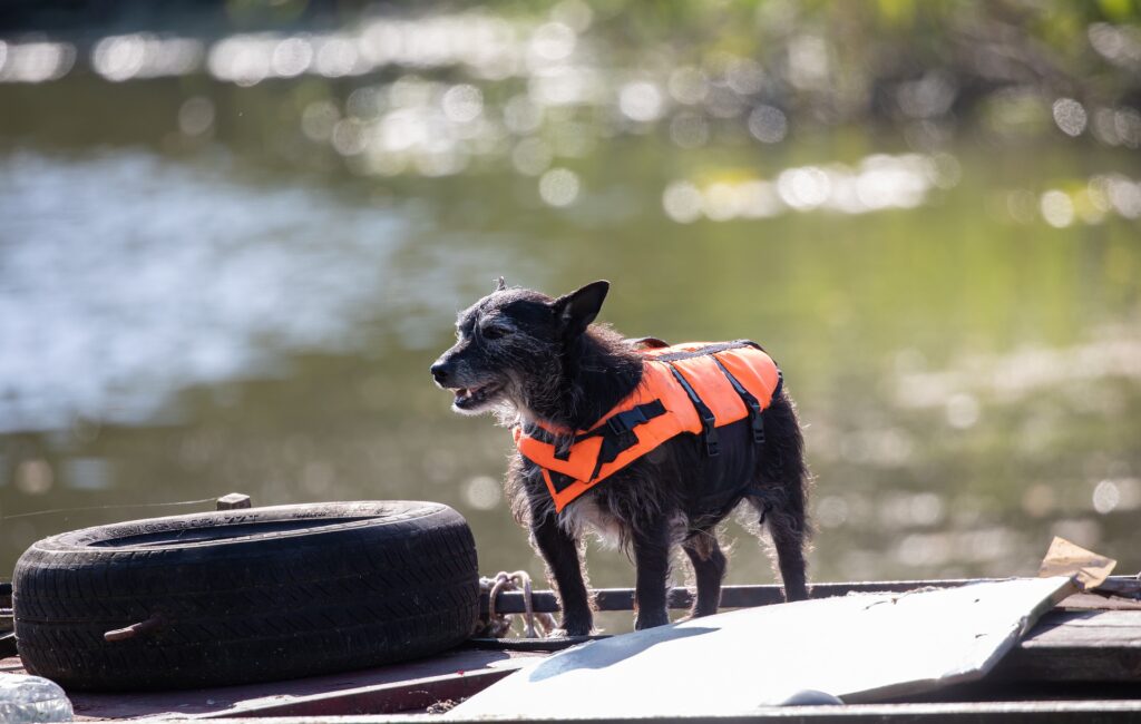 gilet de sauvetage pour chien