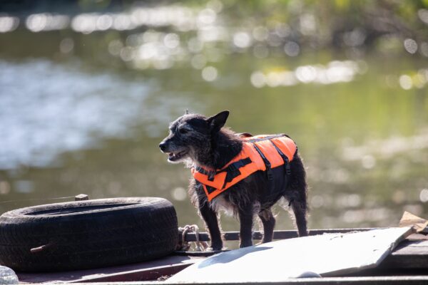 What size lifejacket should an Australian Shepherd wear?