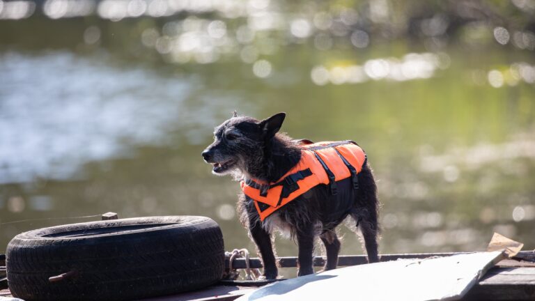 gilet de sauvetage pour chien